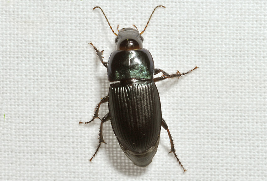 Carabidae:  Harpalus dimidiatus